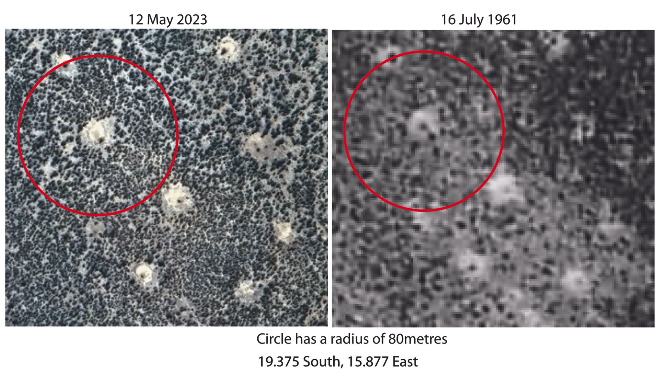 The inset area in 2023 and 1961. The red circle has a radius of 80 metres, roughly the distance between many of the rings. Browse this area at 19.375 South and 15.877 East in Google Earth to see how many of the rings are connected by well-worn game trails. Credit to Google Earth for the 2023 images and for the aerial photographs to the predecessors of the department of surveys and mapping in Namibia’s Ministry of Agriculture, Water and Land Reform.
